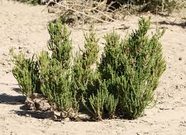 Image result for Dysphania