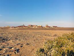 Image result for Arthraerua leubnitziae