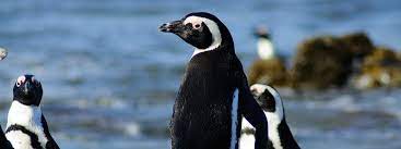 • 1,1 млн просмотров 5 лет назад. The Health Of Penguin Chicks Points Scientists To Changes In The Ocean