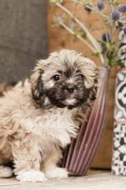 Coldwater kennel is an iowa puppy breeder dedicated to raising and nurturing beautiful pups with sweet dispositions that make cherished lifelong companions and successful show dogs. Zuchon Puppies