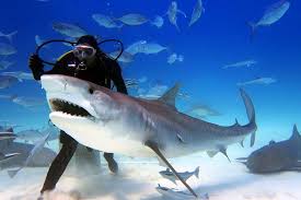 Tiger shark is largest member of order carcharhiniformes with 270+ species. Tiger Shark Vs Great White Shark