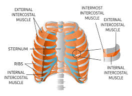 Oftentimes, pain under the rib cage is not serious and may be associated with minor conditions like indigestion, gas troubles, or strained muscles. Learn About Internal Intercostal Muscle Chegg Com