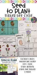 Seed To Plant Activities Flower Life Cycle Plant Activities Flower Life Cycle Life Cycles