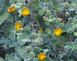 Image result for Abutilon indicum