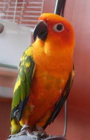 Sun Parakeet Wikipedia