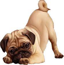 This Looks So Realistic Cute Pugs Pug Puppies Stylish Dogs