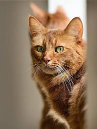 Pin By Masaldan On Felinos Cat Breeds Free Cats Beautiful Cats