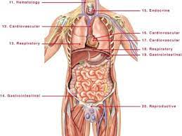 Female anatomy includes the external genitals, or the vulva, and the internal reproductive organs. Internal Organs Anatomy Diagram Koibana Info Human Body Anatomy Human Body Organs Body Organs Diagram