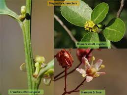 Image result for Celastraceae