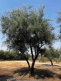 Image result for Olea capensis