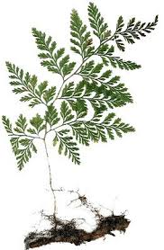 Image result for Davalliaceae