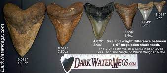 Open year round & daily. How Much Is A Megalodon Tooth Worth Dark Water Megs