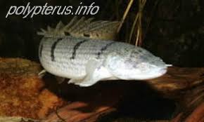 Polypterus Bichirs Species Profiles