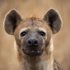 Africa Wildlife Safari Spotted Hyena Hyena Africa Wildlife Animals