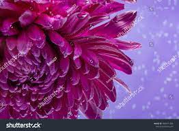 Chrysanthemum Flower On Purple Background Under Water Creative Card Congratulations On Women S Day Va Chrysanthemum Flower Purple Backgrounds Chrysanthemum