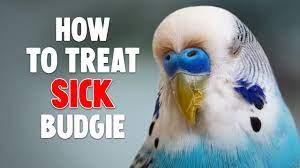 How To Help A Sick Budgie - Youtube
