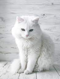 Here's a list of 10 fluffy cat breeds to help narrow down your choice: 150 Wonderful Names For White Cats And Kittens