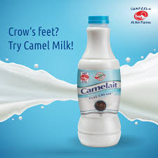 Therefore, they continually look for grazing and water. Al Ain Farms On Twitter Can Camel Milk Delay Ageing Some Studies Show That The Alpha Hydroxyl Acid In Camel Milk Actually Helps Smoothen Fine Lines And Prevent Wrinkles Try Al Aim Farms