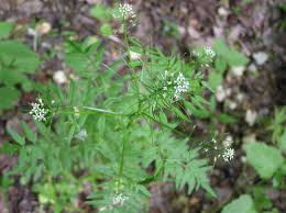 Image result for Cardamine
