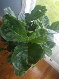 Check spelling or type a new query. Wrinkled Edges The Fiddle Leaf Fig Plant Resource