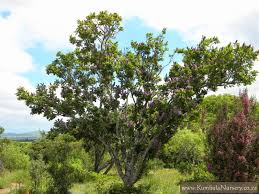 Image result for Millettia grandis