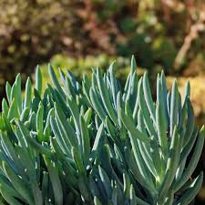 Image result for tbn:HNtrRnQBmFuaxM::www.bluechopsticks.com/img_large/800CC_0805S1015.jpg