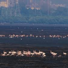 Sewri Fort | Mumbai Wiki | Fandom