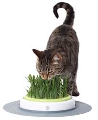 Kedi Cimi Nedir