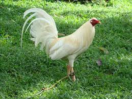 White Kelso Or Kidlat Game Fowl Game Fowl Chickens Backyard Fancy Chickens