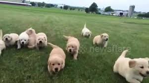 We did not find results for: Newsflare Good Golden Retriever Puppies Running Together