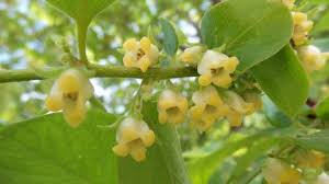 Image result for Diospyros virgata