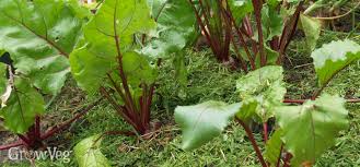 Leaf spot disease in sugar beet is determined by local observations made by plant protection leaf image disease segmentation, which is the most important process in diagnosing the disease, tries to. Beets For Beginners