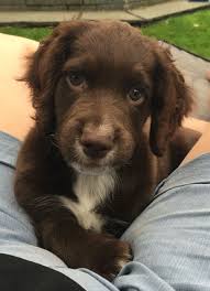 Black And Brown Working Cocker Spaniel Working Cocker Spaniel Puppy 9 Weeks Old Cocker Spaniel Puppies Cute Dogs Spaniel