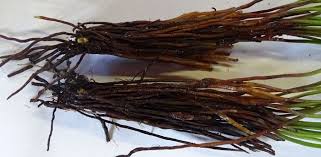 Image result for Schizaea pectinata