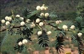 Image result for Acacia sieberiana