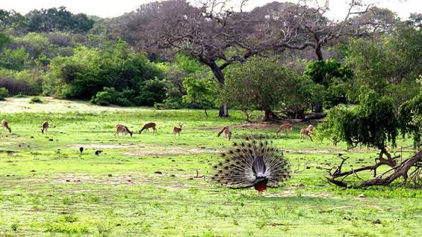 Wildlife in Sri Lanka national park