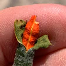 Image result for Cadaba termitaria