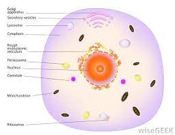 The red blood cells do not contain lysosomes, mitochondria, nucleus etc. What Is A Lysosome With Pictures