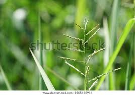 Image result for Eriochloa