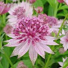 Image result for Astrantia major `Roma`