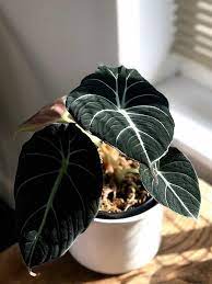 Alocasia Reginula Care Images And Videos Chooseyourplant