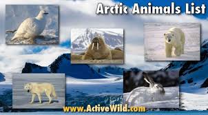 Arctic Animals List With Pictures Facts Information Arctic Animals Polar Animals Arctic Animals For Kids