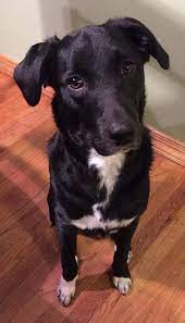 If you are looking to adopt or buy a labrador take a look here! Borador Dog For Adoption In Livonia Mi Adn 526730 On Puppyfinder Com Gender Female Age Young Labrador Mix Lab Mix Puppies Lab Mix Dogs