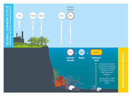 Ocean Acidification And Its Effects Coastadapt