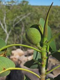 Image result for Ficus tremula