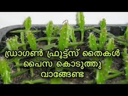 Youtube How To Grow Dragon Fruit Dragon Fruit Plant Dragon Fruit