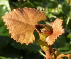 Image result for Rhoicissus tomentosa