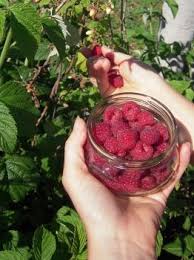 Recette De L Eau De Vie De Framboises Pates De Fruits Maison Framboise Eau De Vie