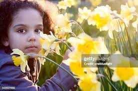 2,507 Single Daffodil Stock Photos, High-Res Pictures, and Images