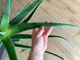 Dieses shampoo eignet sich optimal für hunde mit dermatitis, ruckreiz, hotspots, insektenstichen und. á'• á' Aloe Vera Pflanze Echte Aloe Barbadensis Miller